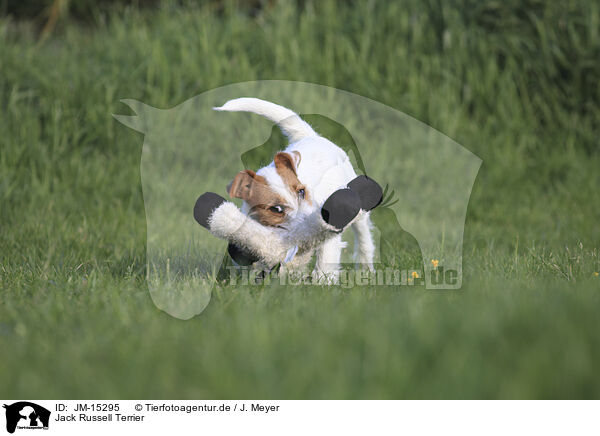 Jack Russell Terrier / Jack Russell Terrier / JM-15295