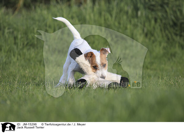 Jack Russell Terrier / JM-15296