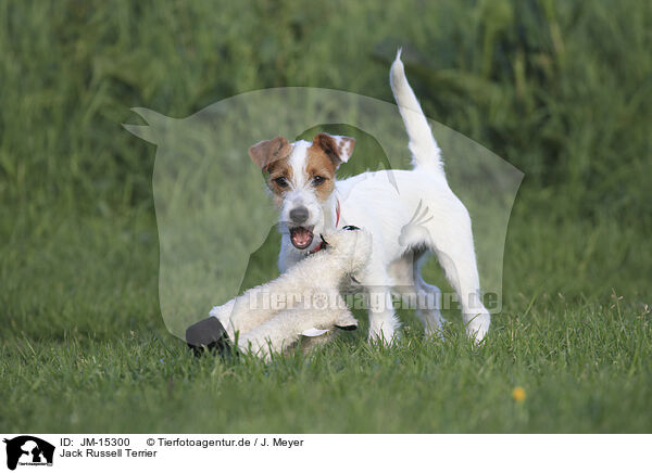 Jack Russell Terrier / Jack Russell Terrier / JM-15300