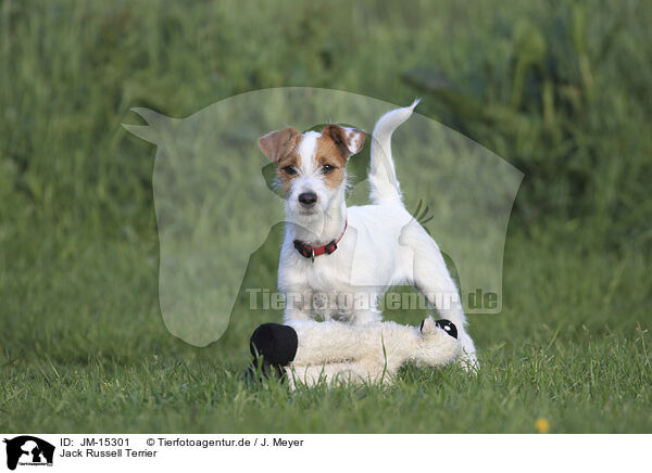Jack Russell Terrier / Jack Russell Terrier / JM-15301