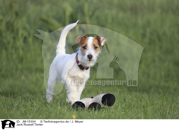 Jack Russell Terrier / JM-15304