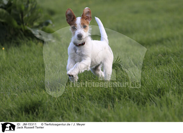 Jack Russell Terrier / Jack Russell Terrier / JM-15311