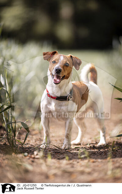 Jack Russell Terrier / Jack Russell Terrier / JQ-01250