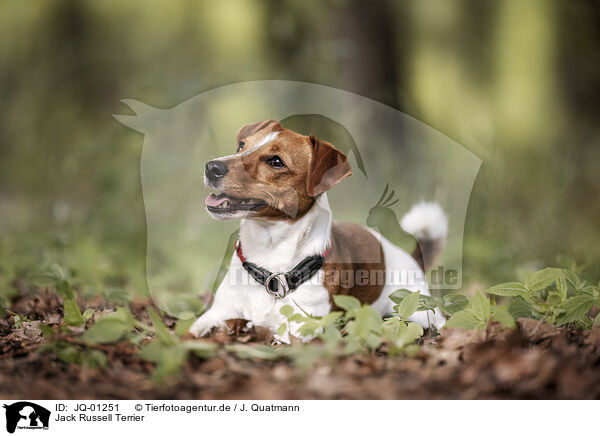 Jack Russell Terrier / Jack Russell Terrier / JQ-01251
