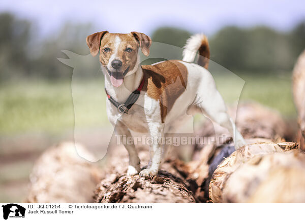 Jack Russell Terrier / Jack Russell Terrier / JQ-01254