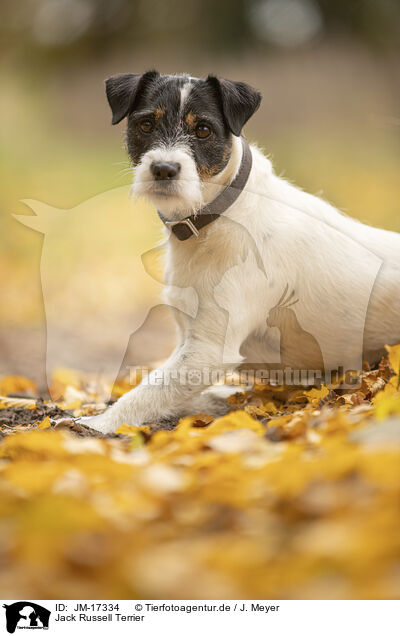 Jack Russell Terrier / Jack Russell Terrier / JM-17334