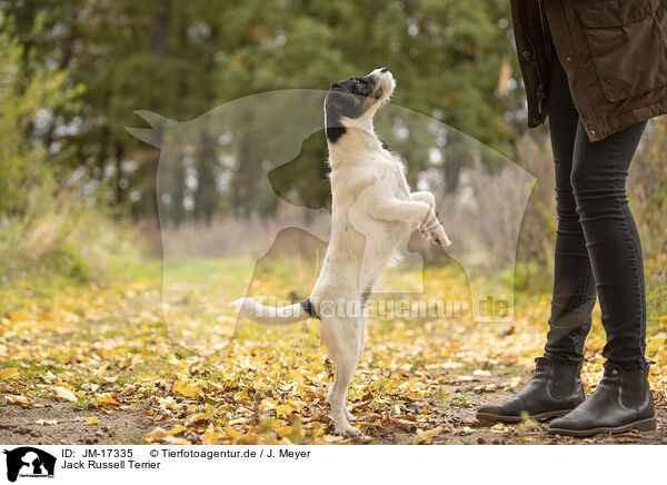 Jack Russell Terrier / Jack Russell Terrier / JM-17335