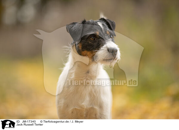 Jack Russell Terrier / Jack Russell Terrier / JM-17340