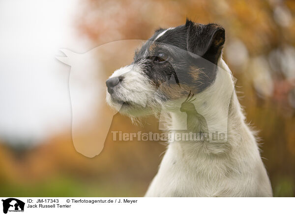 Jack Russell Terrier / Jack Russell Terrier / JM-17343