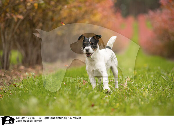 Jack Russell Terrier / Jack Russell Terrier / JM-17346