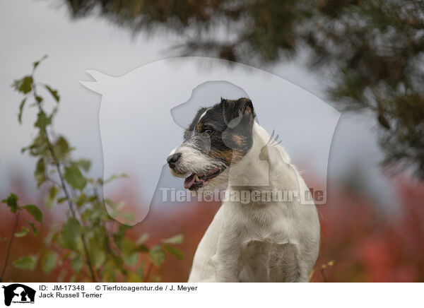 Jack Russell Terrier / Jack Russell Terrier / JM-17348