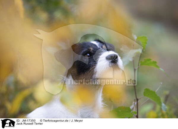 Jack Russell Terrier / Jack Russell Terrier / JM-17350