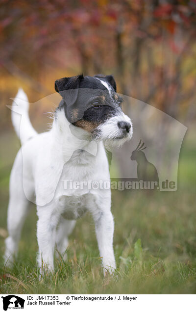 Jack Russell Terrier / Jack Russell Terrier / JM-17353