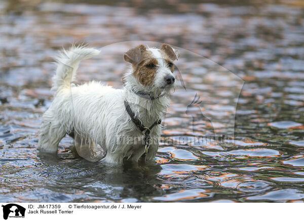 Jack Russell Terrier / Jack Russell Terrier / JM-17359