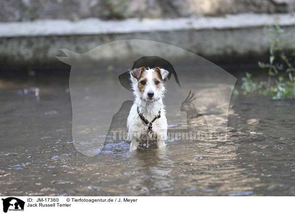 Jack Russell Terrier / JM-17360