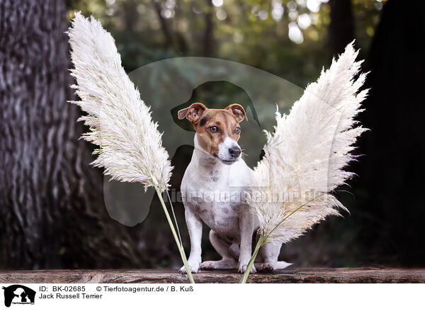 Jack Russell Terrier / Jack Russell Terrier / BK-02685
