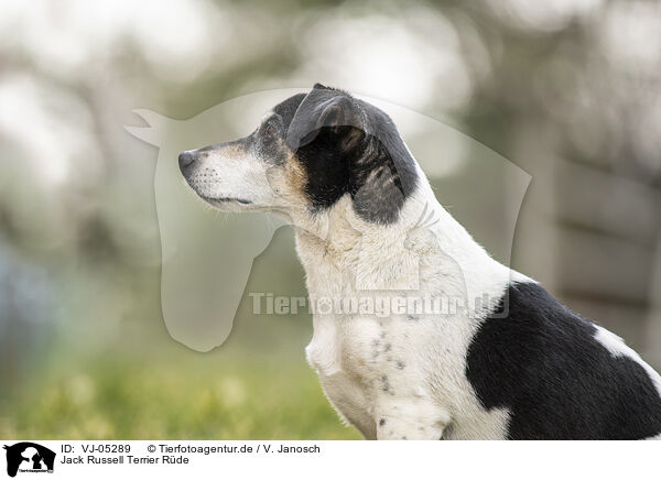 Jack Russell Terrier Rde / VJ-05289