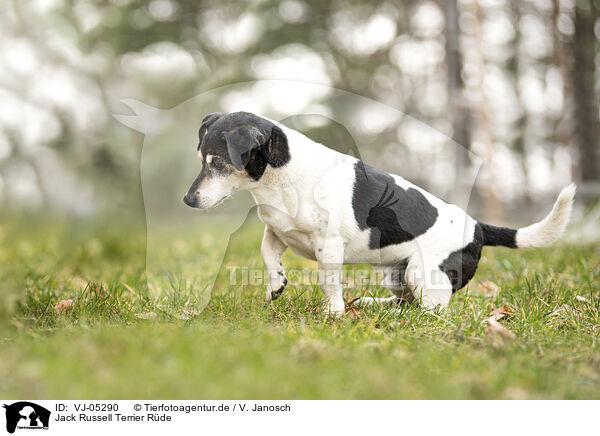 Jack Russell Terrier Rde / male Jack Russell Terrier / VJ-05290
