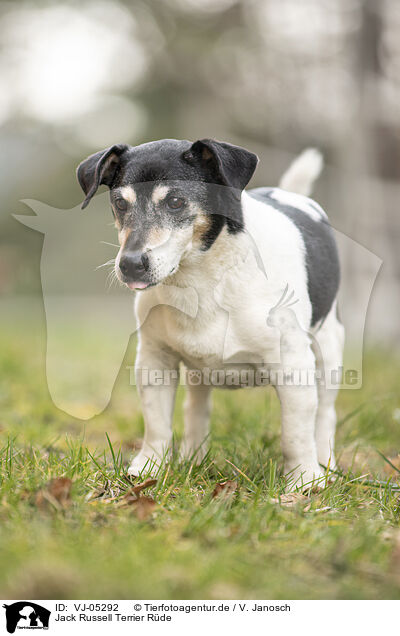 Jack Russell Terrier Rde / VJ-05292