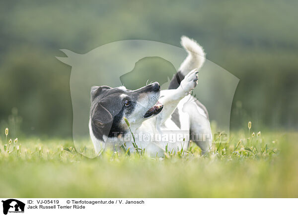 Jack Russell Terrier Rde / VJ-05419