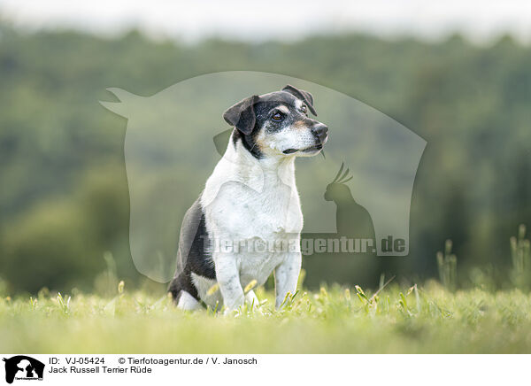 Jack Russell Terrier Rde / VJ-05424