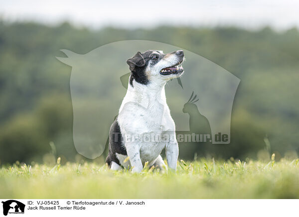 Jack Russell Terrier Rde / male Jack Russell Terrier / VJ-05425