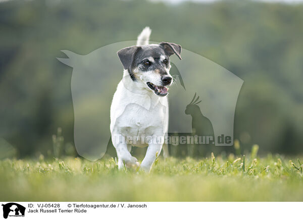 Jack Russell Terrier Rde / VJ-05428