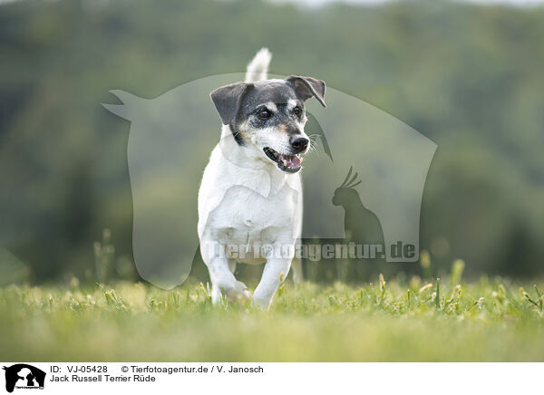 Jack Russell Terrier Rde / male Jack Russell Terrier / VJ-05428