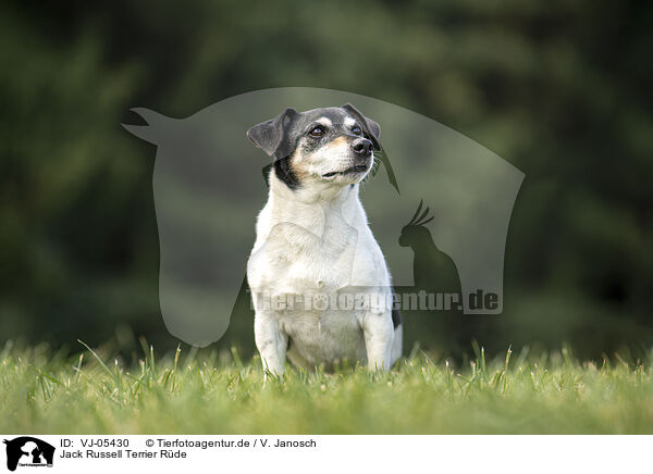 Jack Russell Terrier Rde / VJ-05430