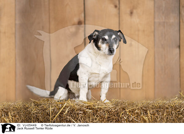 Jack Russell Terrier Rde / male Jack Russell Terrier / VJ-05449