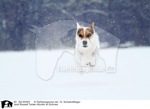 Jack Russell Terrier Hndin im Schnee / SS-55497
