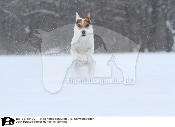 Jack Russell Terrier Hndin im Schnee / SS-55499