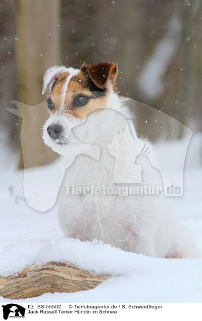 Jack Russell Terrier Hndin im Schnee / SS-55502