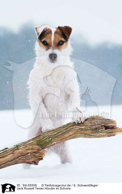 Jack Russell Terrier Hndin im Schnee / SS-55506
