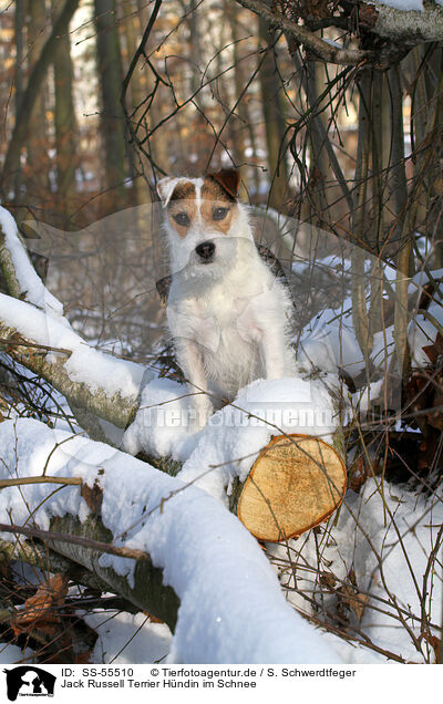 Jack Russell Terrier Hndin im Schnee / female Jack Russell Terrier in the snow / SS-55510