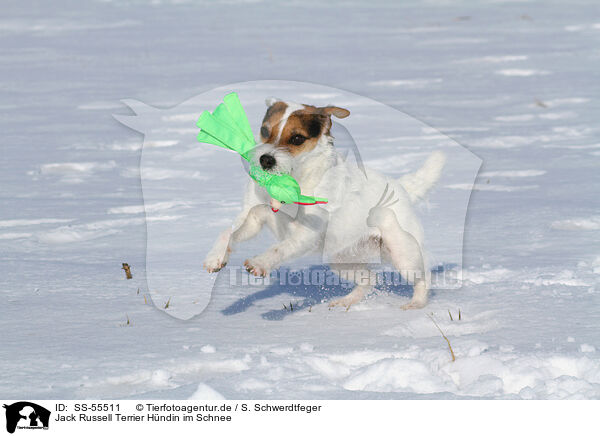 Jack Russell Terrier Hndin im Schnee / female Jack Russell Terrier in the snow / SS-55511