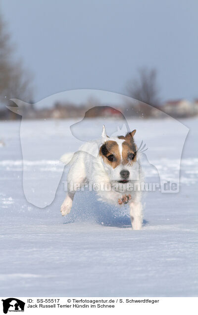 Jack Russell Terrier Hndin im Schnee / SS-55517