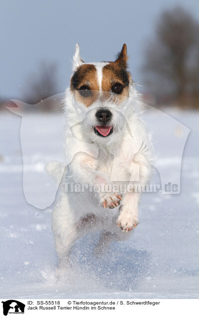 Jack Russell Terrier Hndin im Schnee / female Jack Russell Terrier in the snow / SS-55518