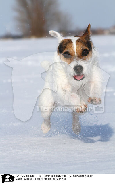 Jack Russell Terrier Hndin im Schnee / female Jack Russell Terrier in the snow / SS-55520