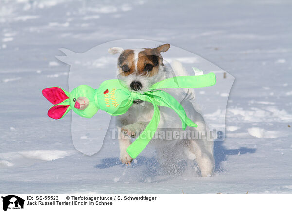 Jack Russell Terrier Hndin im Schnee / female Jack Russell Terrier in the snow / SS-55523