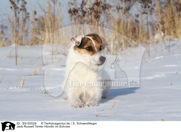 Jack Russell Terrier Hndin im Schnee / SS-55528