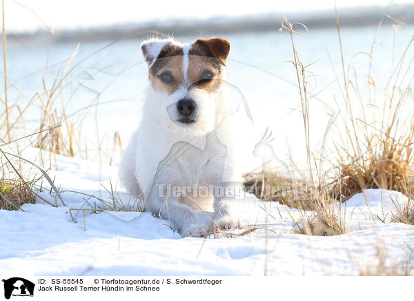 Jack Russell Terrier Hndin im Schnee / SS-55545