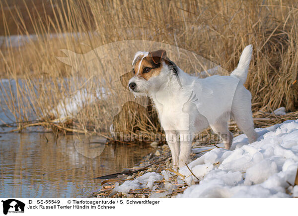 Jack Russell Terrier Hndin im Schnee / SS-55549