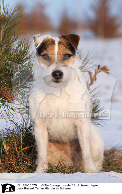 Jack Russell Terrier Hndin im Schnee / SS-55575