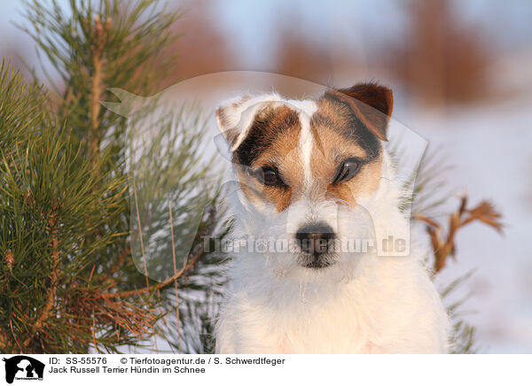 Jack Russell Terrier Hndin im Schnee / SS-55576