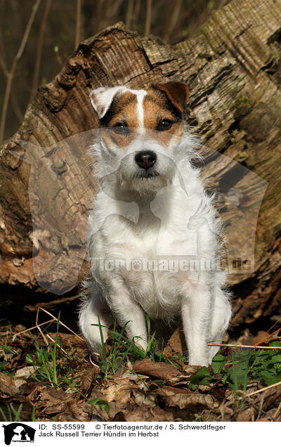 Jack Russell Terrier Hndin im Herbst / SS-55599