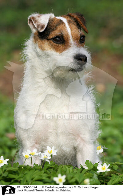 Jack Russell Terrier Hndin im Frhling / SS-55624
