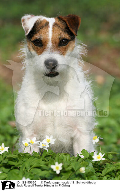 Jack Russell Terrier Hndin im Frhling / SS-55626