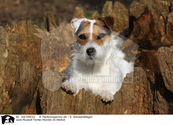 Jack Russell Terrier Hndin im Herbst / SS-55633