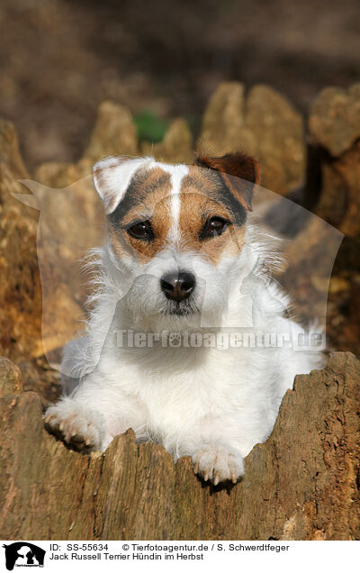 Jack Russell Terrier Hndin im Herbst / SS-55634